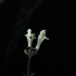Scutellaria grossa Habit