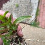 Epilobium tetragonumYaprak