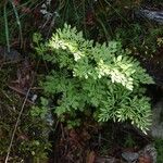 Cryptogramma crispa Blad