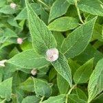 Hydrangea involucrata Blatt