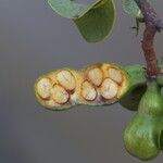 Xylopia katangensis Fruto
