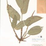 Ischnosiphon puberulus Hoja