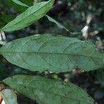 Centroplacus glaucinus Leaf