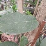 Ficus lutea Folha