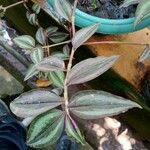 Tradescantia zebrina Лист