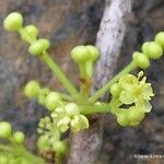 Austrobuxus carunculatus 果實