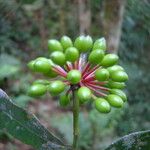 Guatteria australis Frukto