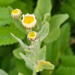 Tanacetum balsamita Floare