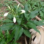 Crinum latifolium Autre