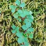 Oxalis exilis Hoja