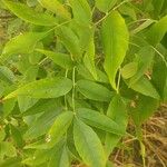 Fraxinus pennsylvanica Leaf