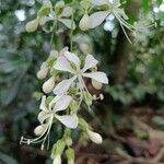 Clerodendrum laevifolium Floro