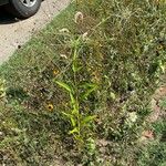 Helianthus agrestis Blad