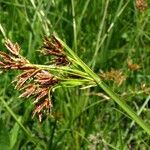 Cyperus denudatus Blodyn