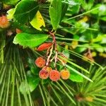 Arbutus andrachneFruit