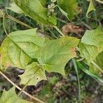 Chenopodiastrum hybridum Leaf