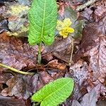 Rumex obtusifolius Leaf