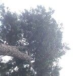 Pinus peuce List