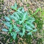 Goodyera oblongifolia Leaf