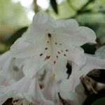 Rhododendron vernicosum Цветок