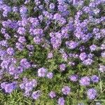 Verbena bipinnatifida Λουλούδι