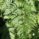 Dryopteris erythrosora 葉