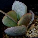 Adromischus inamoenus Hoja
