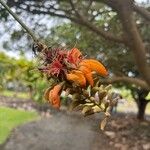 Erythrina sandwicensis