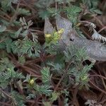 Corydalis flavula Habit