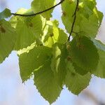 Fagus grandifolia Feuille