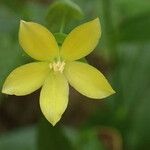 Ixanthus viscosus Flower