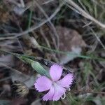 Dianthus virgineus 花