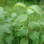 Philadelphus coronariusFolha