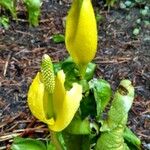 Lysichiton americanus Cvet