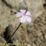 Dianthus charidemi 整株植物