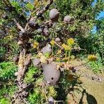 Vachellia drepanolobium Flor