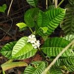 Bonafousia siphilitica Цвят