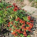 Erysimum × cheiri Хабит