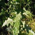 Cirsium mexicanum Levél