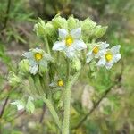 Solanum abutiloides Žiedas