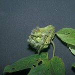 Dalechampia tiliifolia Fruit