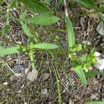 Houstonia longifolia Hoja