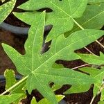 Carica papaya Leaf