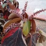 Acalypha wilkesiana Hedelmä