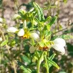 Nasa triphylla Flor