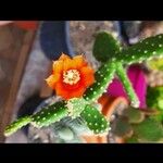 Opuntia tomentosa Çiçek