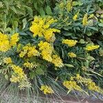 Solidago speciosa 形态