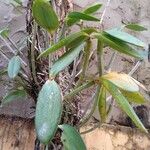 Cattleya intermedia Blad