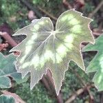 Begonia palmata Blatt