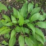 Hosta lancifolia ᱛᱟᱦᱮᱸ